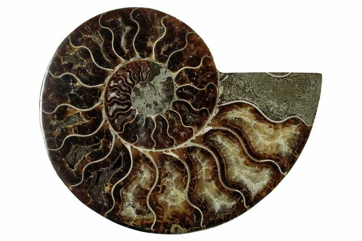 Cut & Polished Ammonite Fossil (Half) - Madagascar #344413